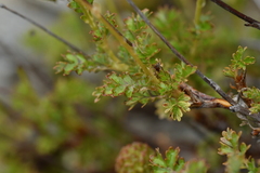 Acaena glabra