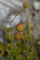 Acaena glabra