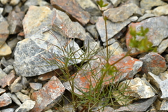Anisotome filifolia