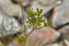 Anisotome filifolia