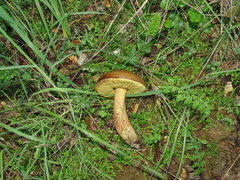 Leccinellum lepidum
