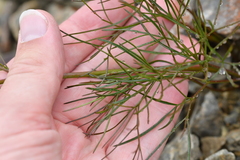 Anisotome filifolia
