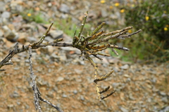 Carmichaelia crassicaulis