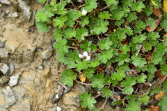 Geranium brevicaule