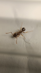 Aphaenogaster subterranea