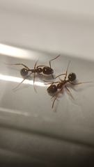 Aphaenogaster subterranea