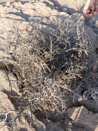 Image of Commiphora wightii by (c) Malaika Mathew Chawla, some rights reserved (CC BY)