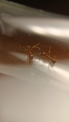 Aphaenogaster subterranea