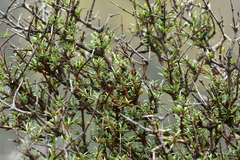 Coprosma rugosa