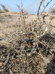 Commiphora wightii