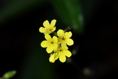 Myosotis australis