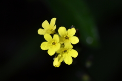 Myosotis australis