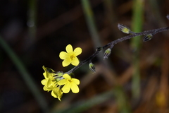 Myosotis australis