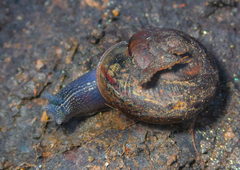 Helminthoglypta traskii