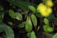 Myosotis australis