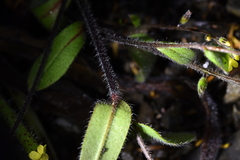 Myosotis australis