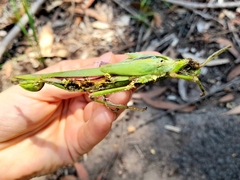 Podacanthus viridiroseus