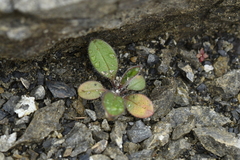 Myosotis australis