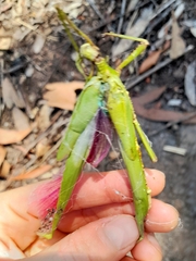 Podacanthus viridiroseus
