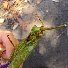 Podacanthus viridiroseus