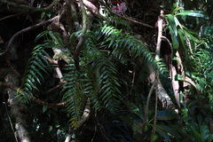 Asplenium matsumurae