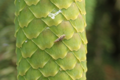 Adalia decempunctata