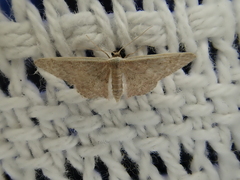 Idaea costaria