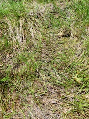 Pilularia globulifera