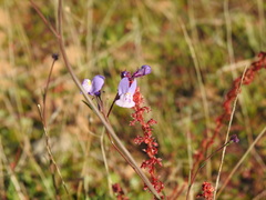 Linaria algarviana