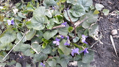 Viola odorata