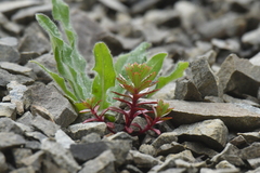 Epilobium pycnostachyum