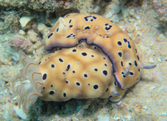 Hypselodoris tryoni