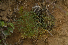Anisotome filifolia