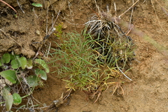 Anisotome filifolia