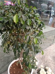 Ficus benjamina