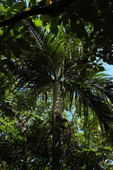 Pinanga tashiroi
