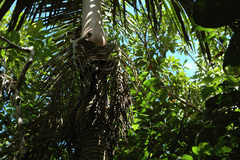 Pinanga tashiroi