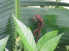 Anolis oculatus