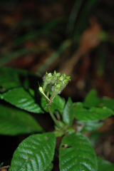 Argostemma solaniflorum