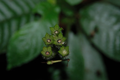 Argostemma solaniflorum