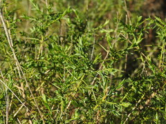 Genista hirsuta