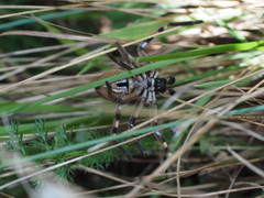 Neosparassus patellatus
