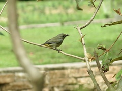 Dicaeum trigonostigma