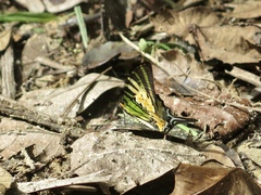 Graphium antiphates