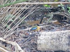Pitta moluccensis
