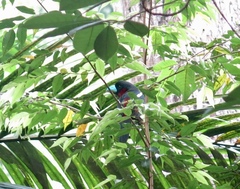 Cymbirhynchus macrorhynchos