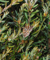 Chrysolarentia polycarpa