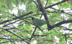 Chloropsis sonnerati