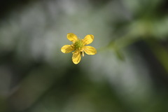 Ranunculus scapiger