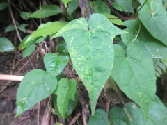 Ipomoea tiliacea